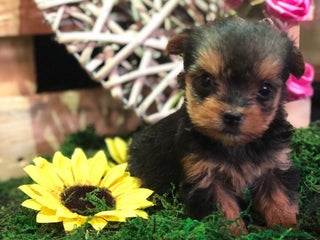 Yorkshire Terrier perros YORKSHIRE TOY ///// BEBÉS - Anuncio 1