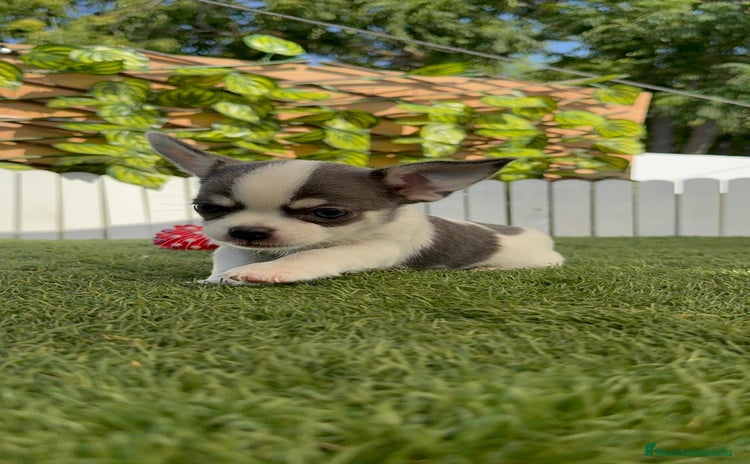 Chihuahua perros - Anuncio 2
