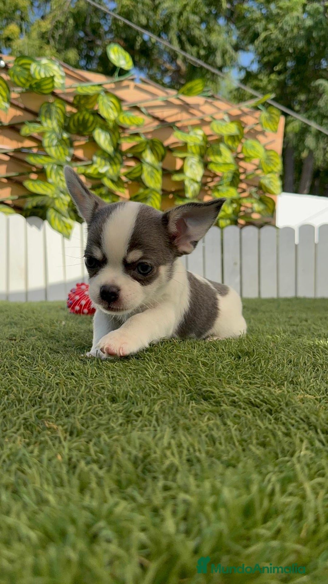 Chihuahua perros en venta: CHIHUAHUA MACHO TRICOLOR - Imagen 1