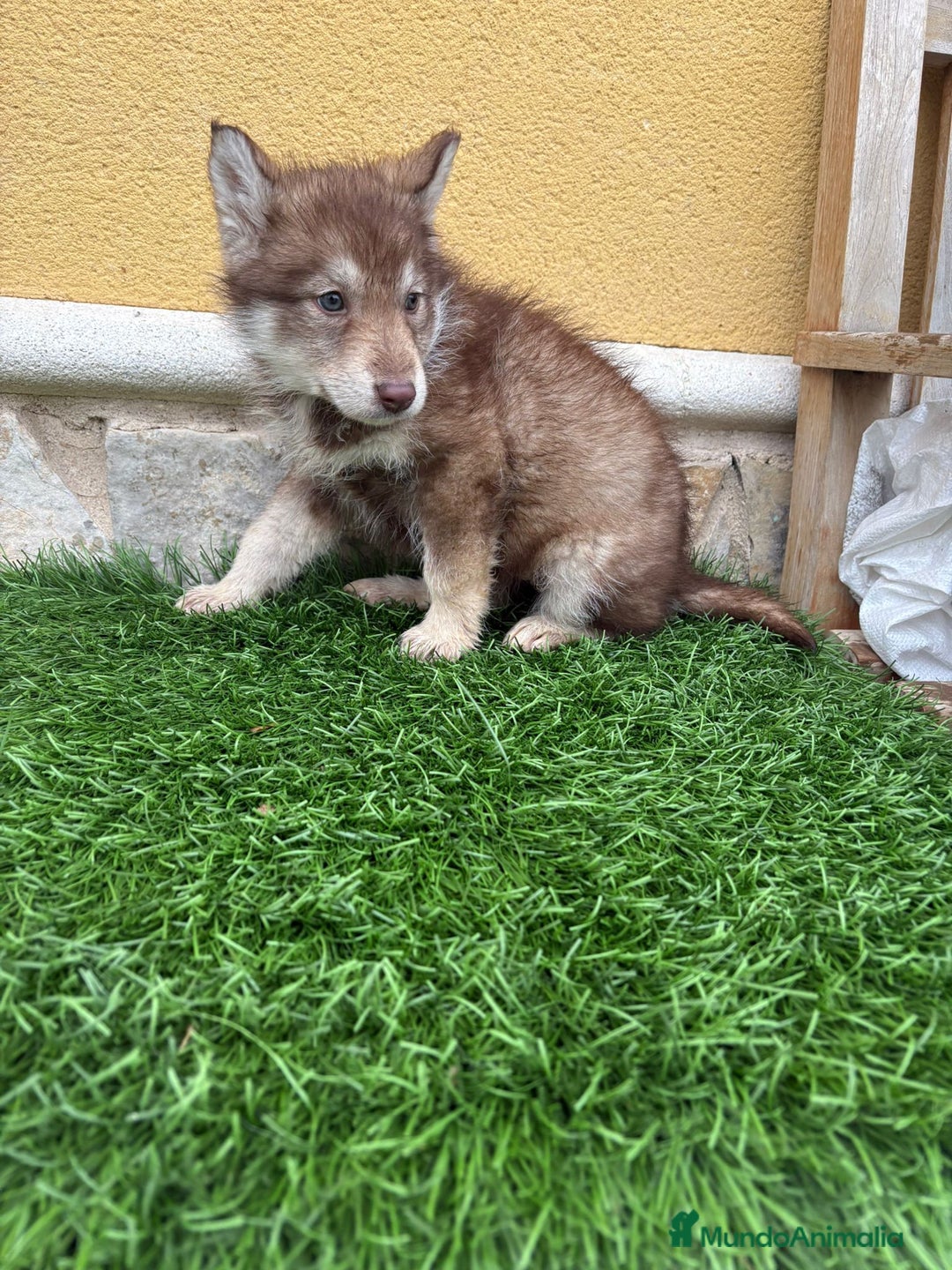 Husky Siberiano perros en venta: Hembra Husky Siberiano roja  - Anuncio 4
