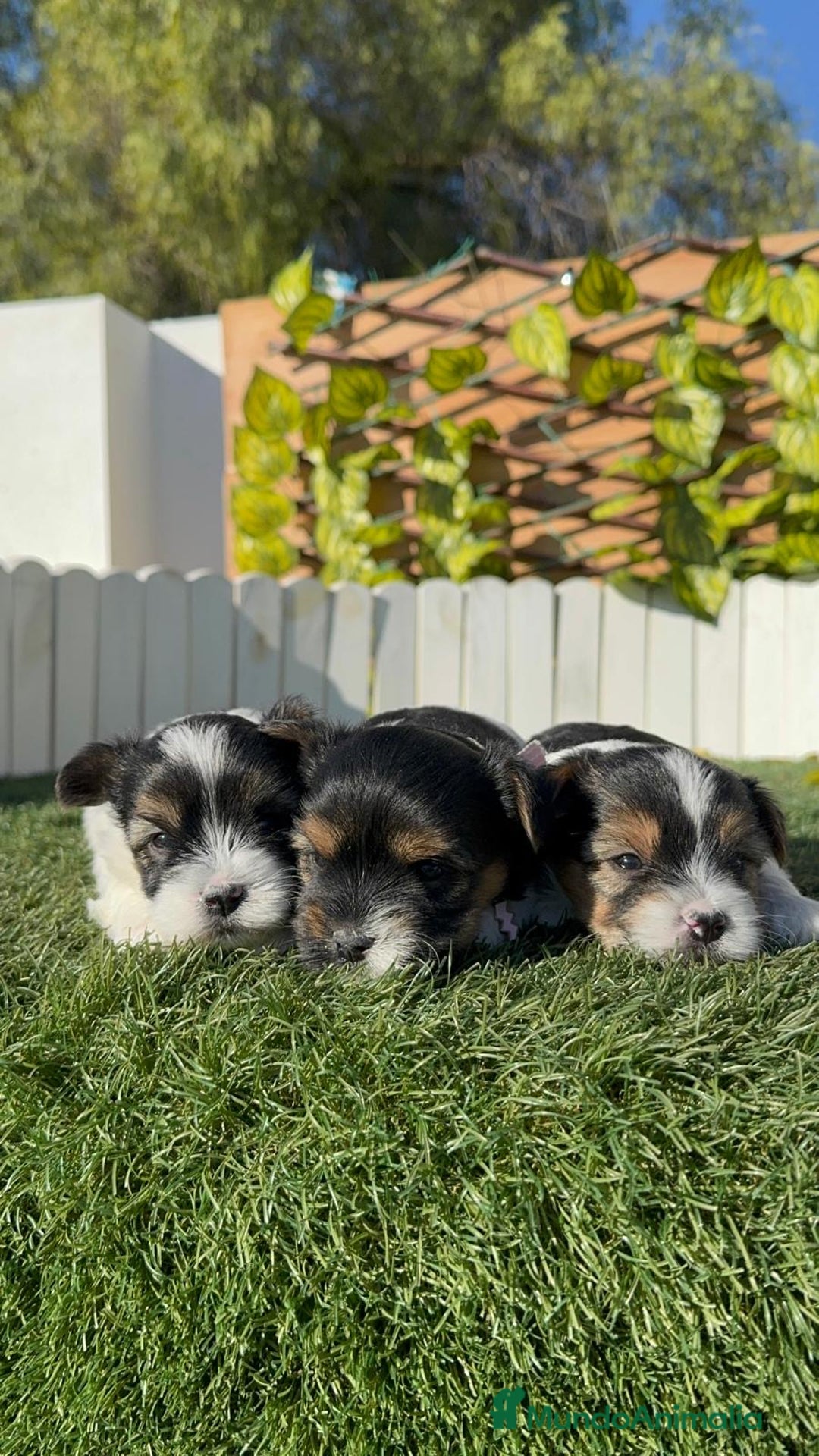 Yorkshire Terrier perros en venta: YORKSHIRE BIEWER - Anuncio 24