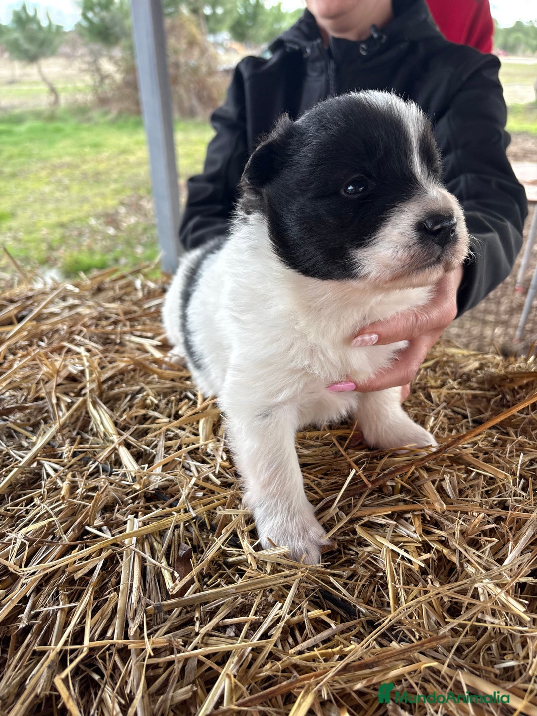 Border Collie perros en venta: Border collie macho  - Anuncio 1