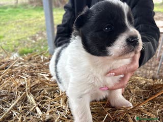 Border Collie perros Border collie macho - Anuncio 15