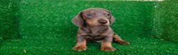 Teckel Miniatura perros en venta: Teckel miniatura  - Anuncio 10