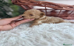 Caniche Toy perros en venta: CANICHE TOY MACHCO - Imagen 7