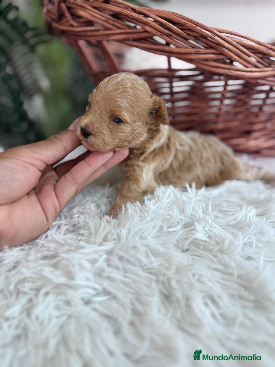 Caniche Toy perros en venta: CANICHE TOY MACHCO - Imagen 7