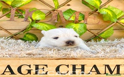 West Highland White Terrier perros en venta: Camada de Melilla - Imagen 1