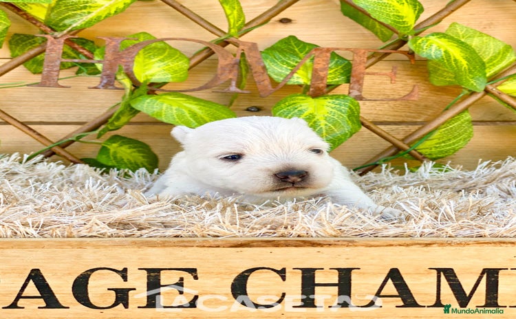 West Highland White Terrier perros - Propaganda 2