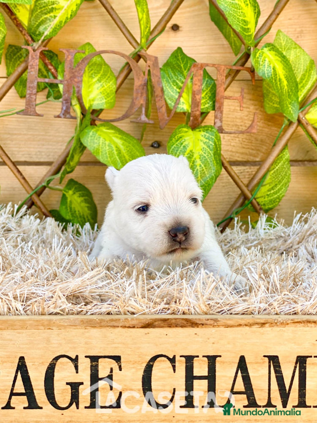 West Highland White Terrier perros en venta: Camada de Melilla - Imagen 1