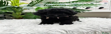 Caniche Toy 1