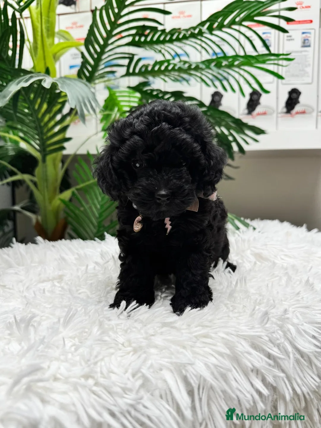 Caniche Toy perros en venta: CANICHE TOY - Anuncio 2