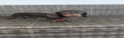 Teckel Miniatura perros en venta: Teckel Mini - Anuncio 6
