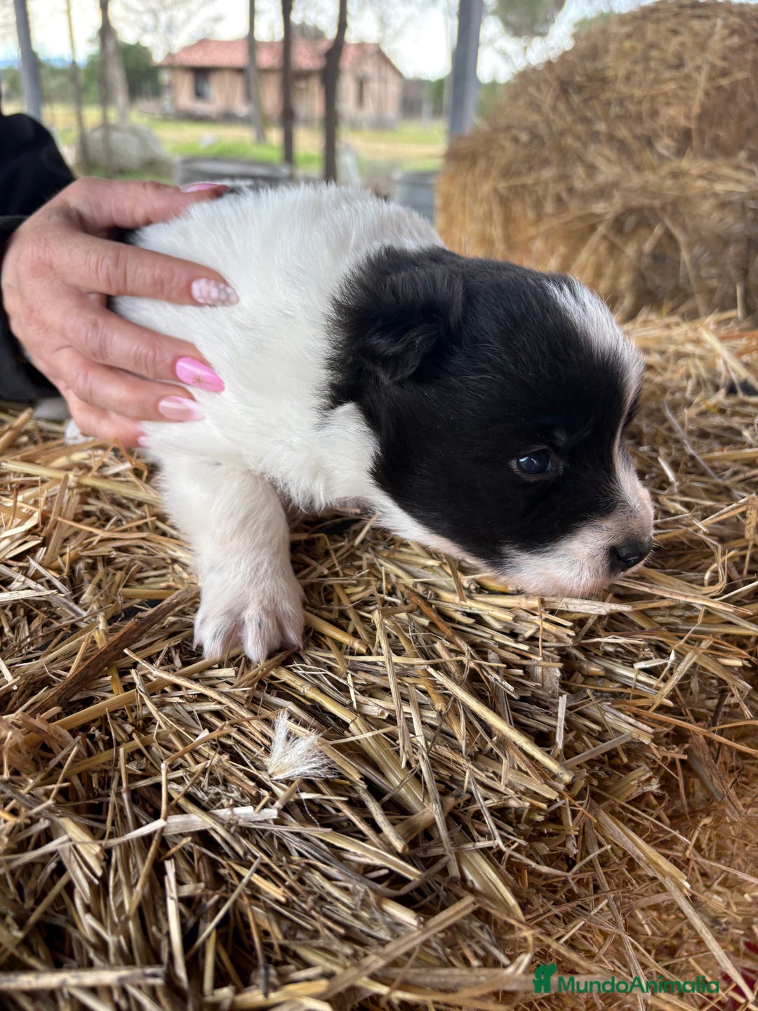 Border Collie perros en venta: Border collie macho  - Anuncio 12