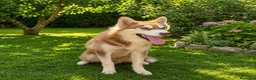 Husky Siberiano perros en venta: HUSKY SIBERIANO MACHO (5 meses) - Anuncio 3