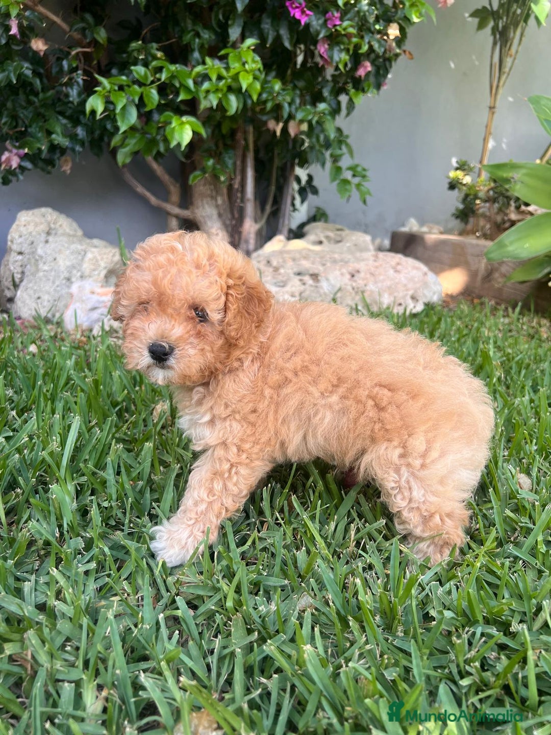 Caniche Toy perros en venta: Caniche toy - Imagen 3