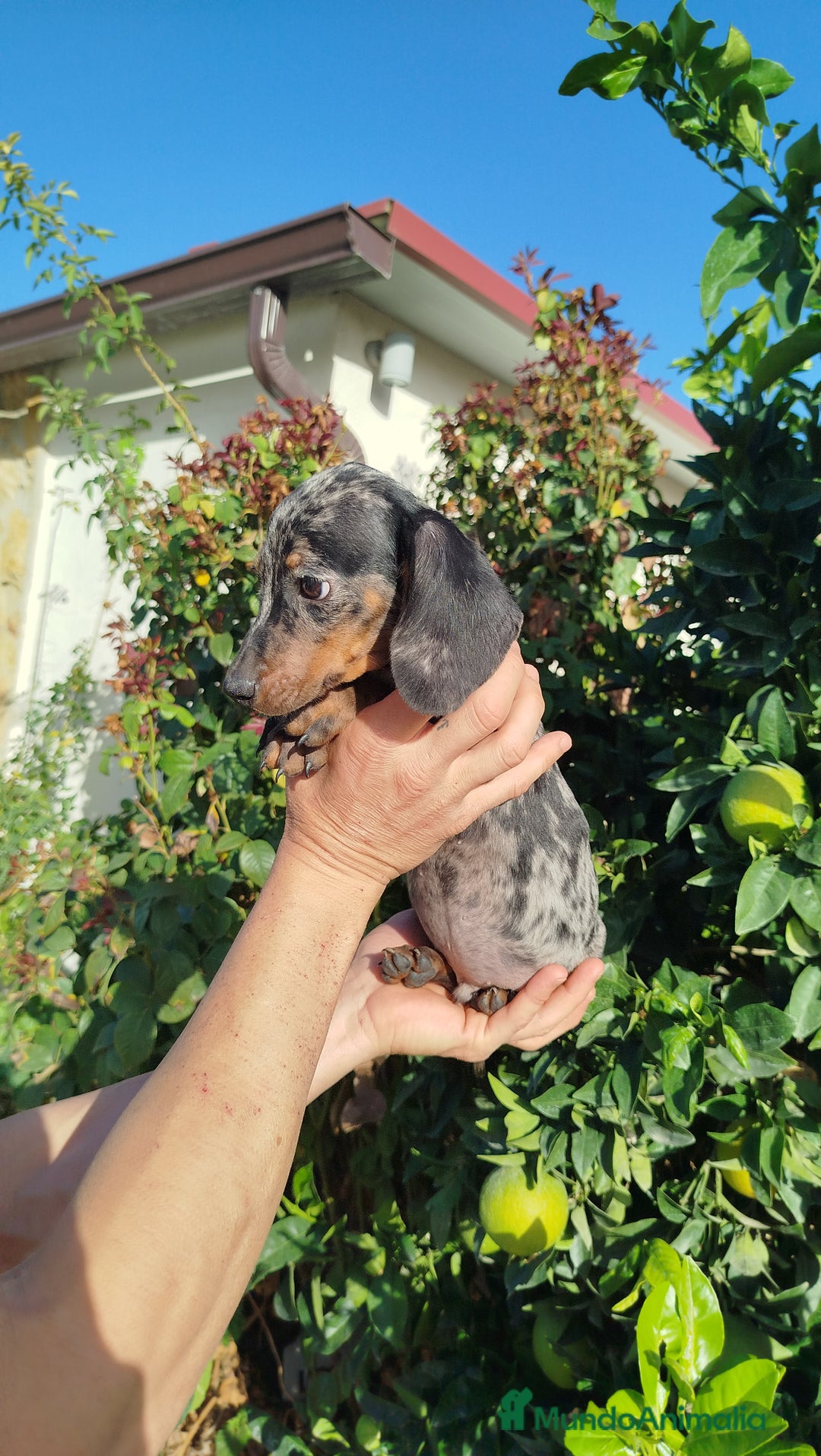 Teckel Miniatura perros en venta: Teckels miniatura  - Anuncio 4