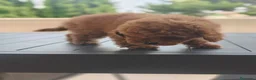Caniche Toy perros en venta: Caniches rojos disponibles - Anuncio 9