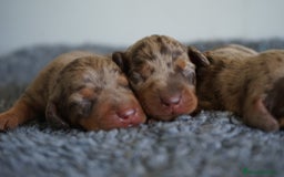 Teckel Miniatura perros en venta: 🐾 Kodat, Byron y Curri – Teckel miniatura 🐾 - Imagen 6