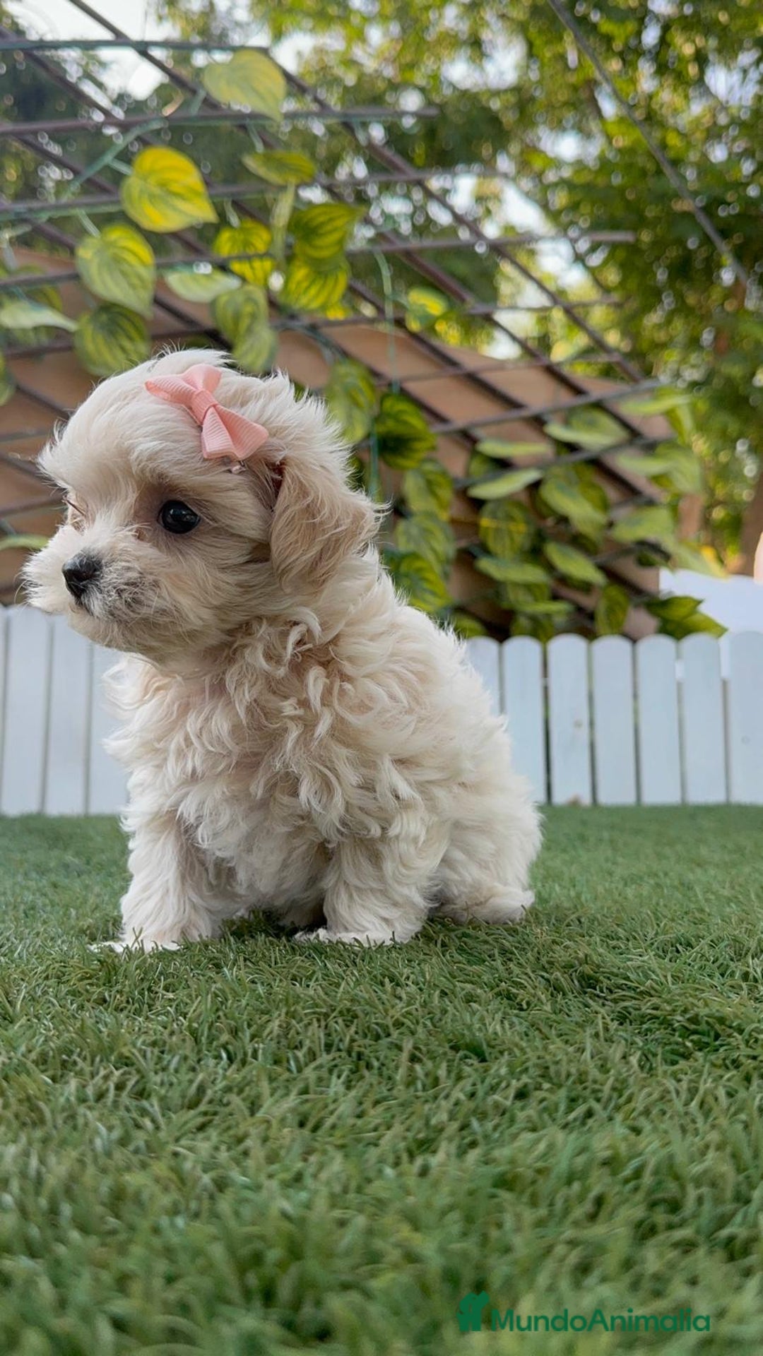 Maltipoo perros en venta: MALTIPOO MACHO - Imagen 11