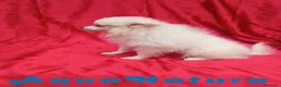 Pomerania perros en venta: Pomerania Hembra 8296 AQUANATURA - Anuncio 2