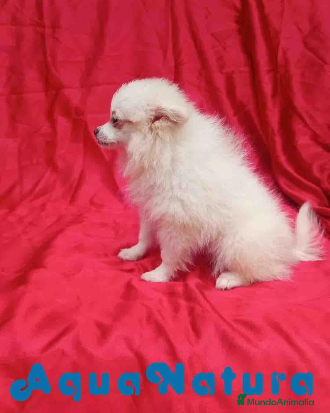 Pomerania perros en venta: Pomerania Hembra 8296 AQUANATURA - Anuncio 2