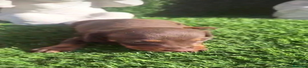 Hembrita Chocolate Mini