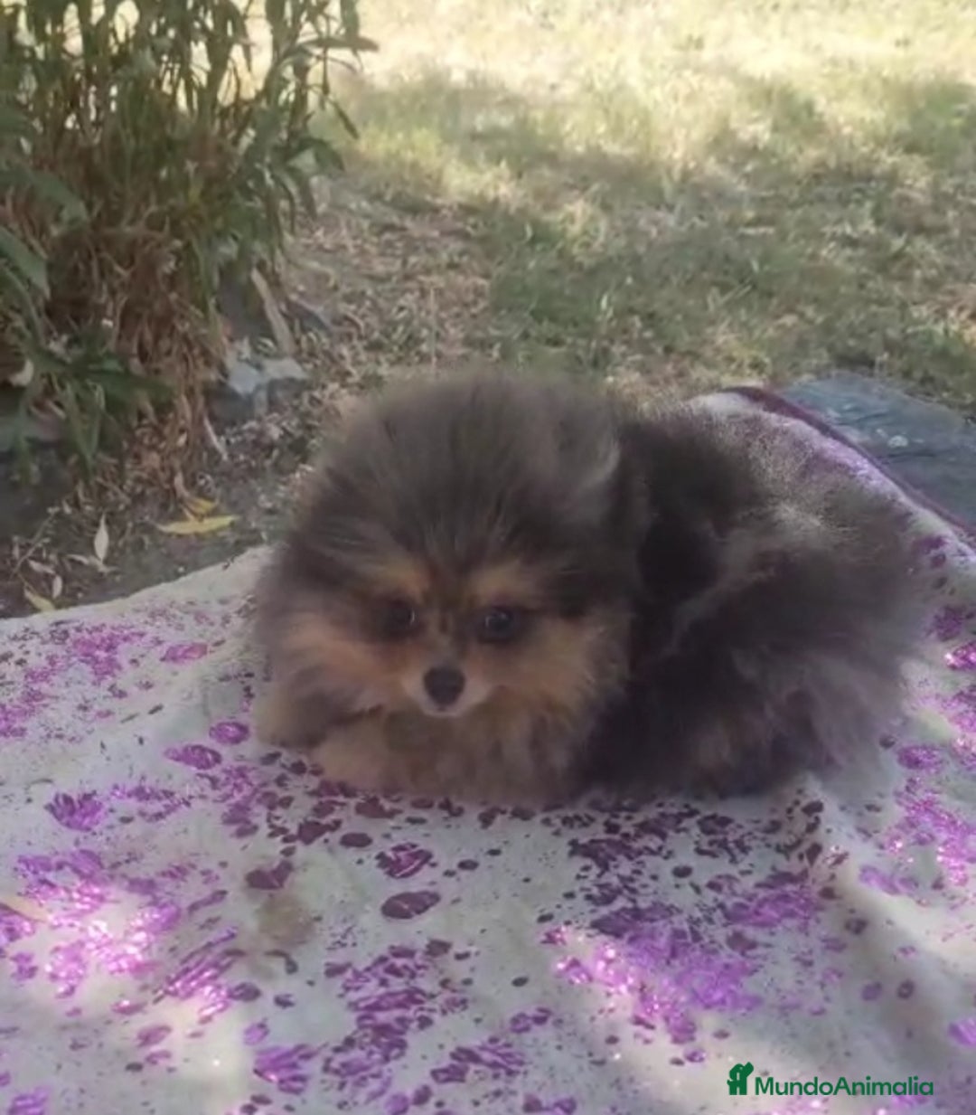 Pomerania perros en venta: Pomeranias exóticos. Hembra - Imagen 3