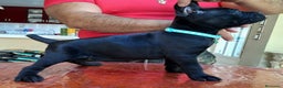 Cane Corso perros en venta: CANE CORSO , CACHORROS DE CALIDAD  en Sevilla - Anuncio 3