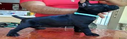 Cane Corso perros en venta: CANE CORSO , CACHORROS DE CALIDAD  en Sevilla - Anuncio 3
