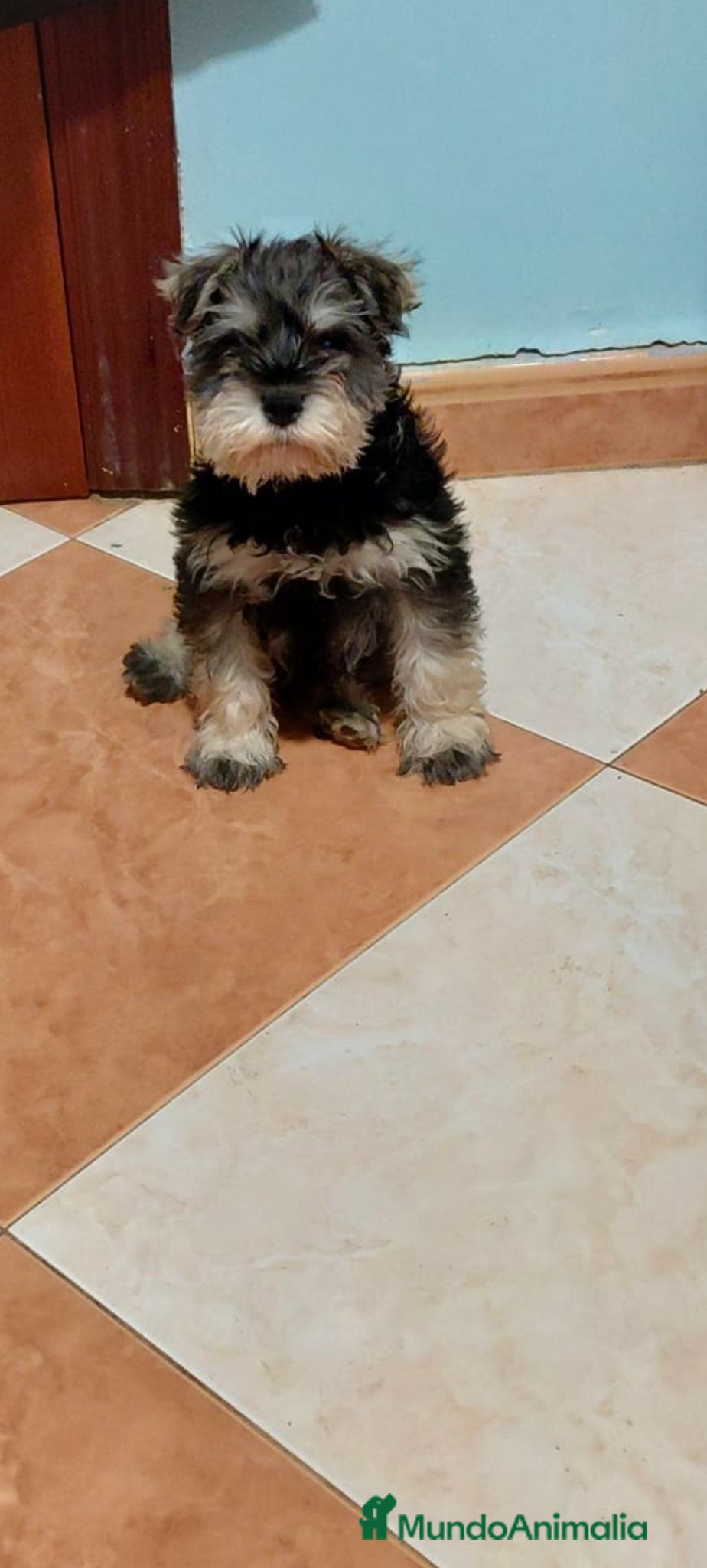 Schnauzer Miniatura perros Esnauzer Mini hembra y macho  - Anuncio 2