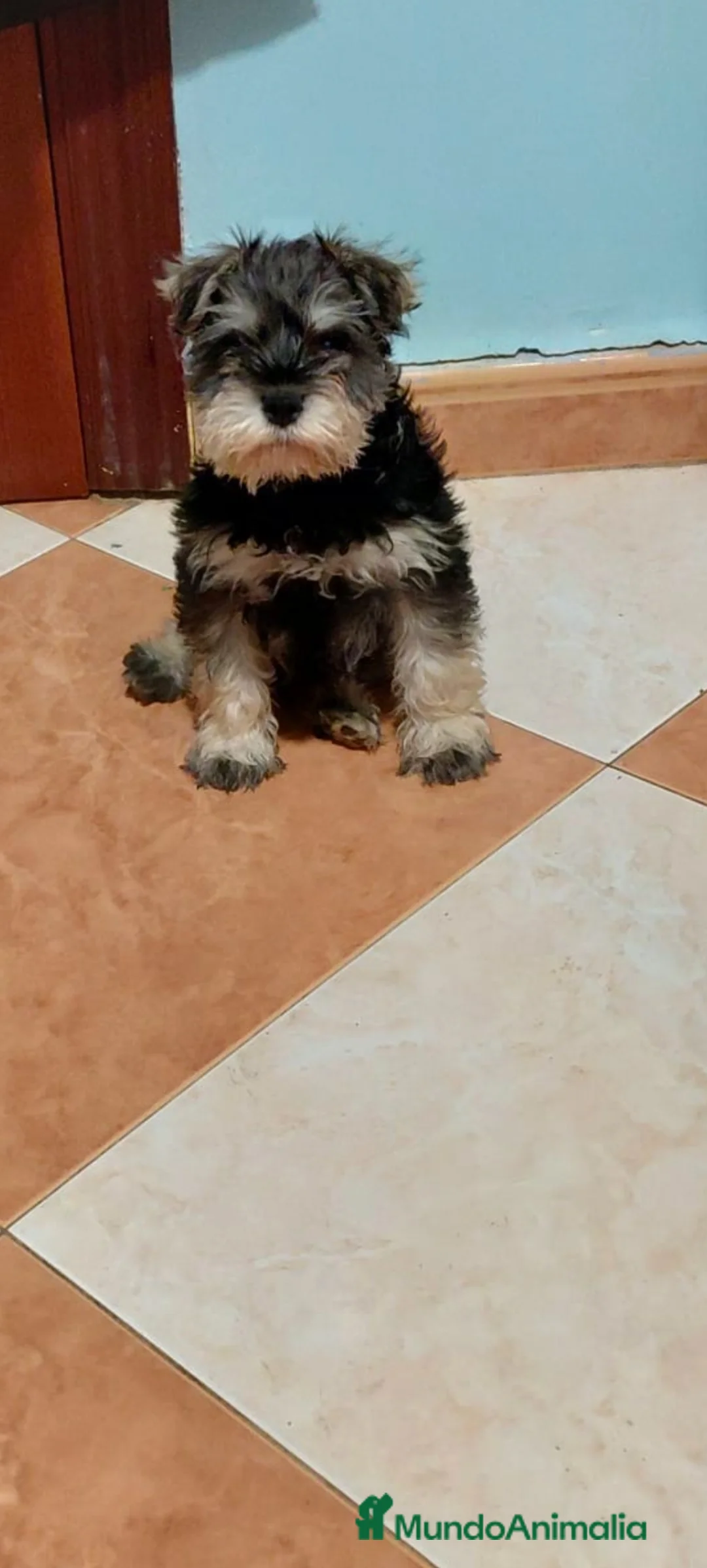 Schnauzer Miniatura perros en venta: Esnauzer Mini hembra y macho  - Anuncio 1