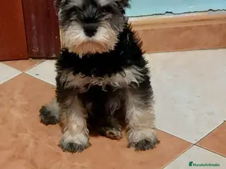 Schnauzer Miniatura perros Esnauzer Mini hembra y macho - Anuncio 24