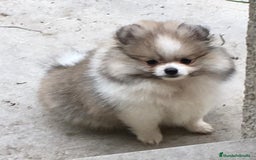 Pomerania perros en venta: Cachorros de Pomerania  - Imagen 2