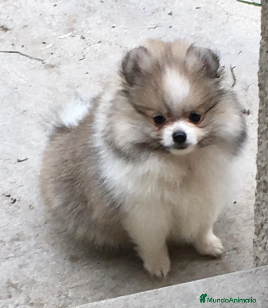 Pomerania perros en venta: Cachorros de Pomerania  - Imagen 2