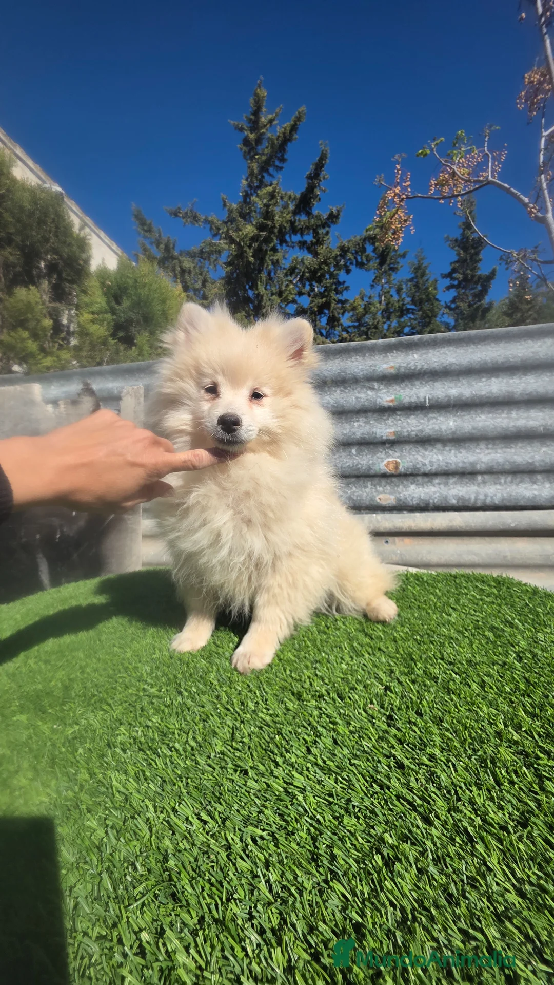 Spitz pequeño - Kleinspitz perros en venta: Pomerania spitz  - Anuncio 1