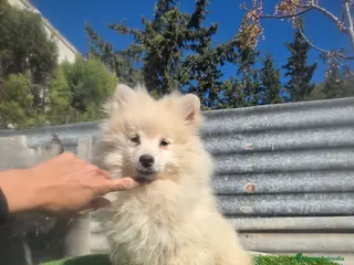 Spitz pequeño - Kleinspitz perros Pomerania spitz - Anuncio 2