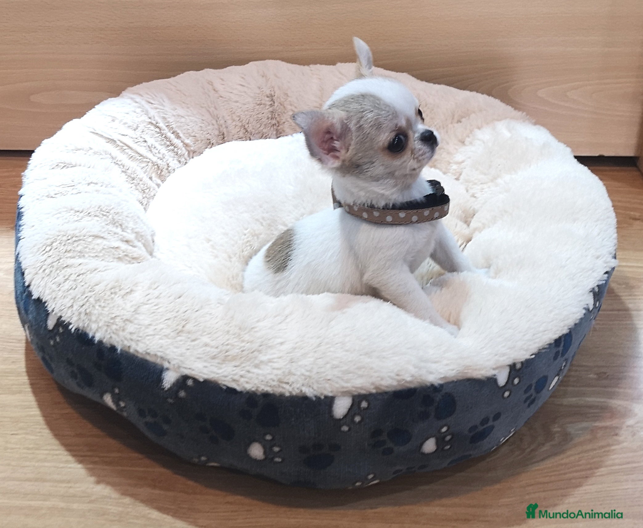 Chihuahua perros Preciosos Chihuahuas toy  en Barcelona - Anuncio 2