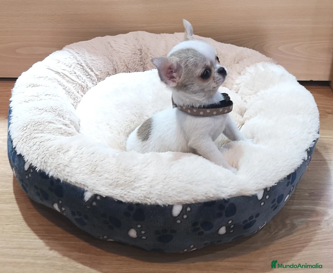 Chihuahua perros en venta: Preciosos Chihuahuas toy  en Barcelona - Anuncio 2