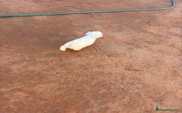 Bichón Maltés perros en venta: Bichon maltés toy  - Anuncio 5