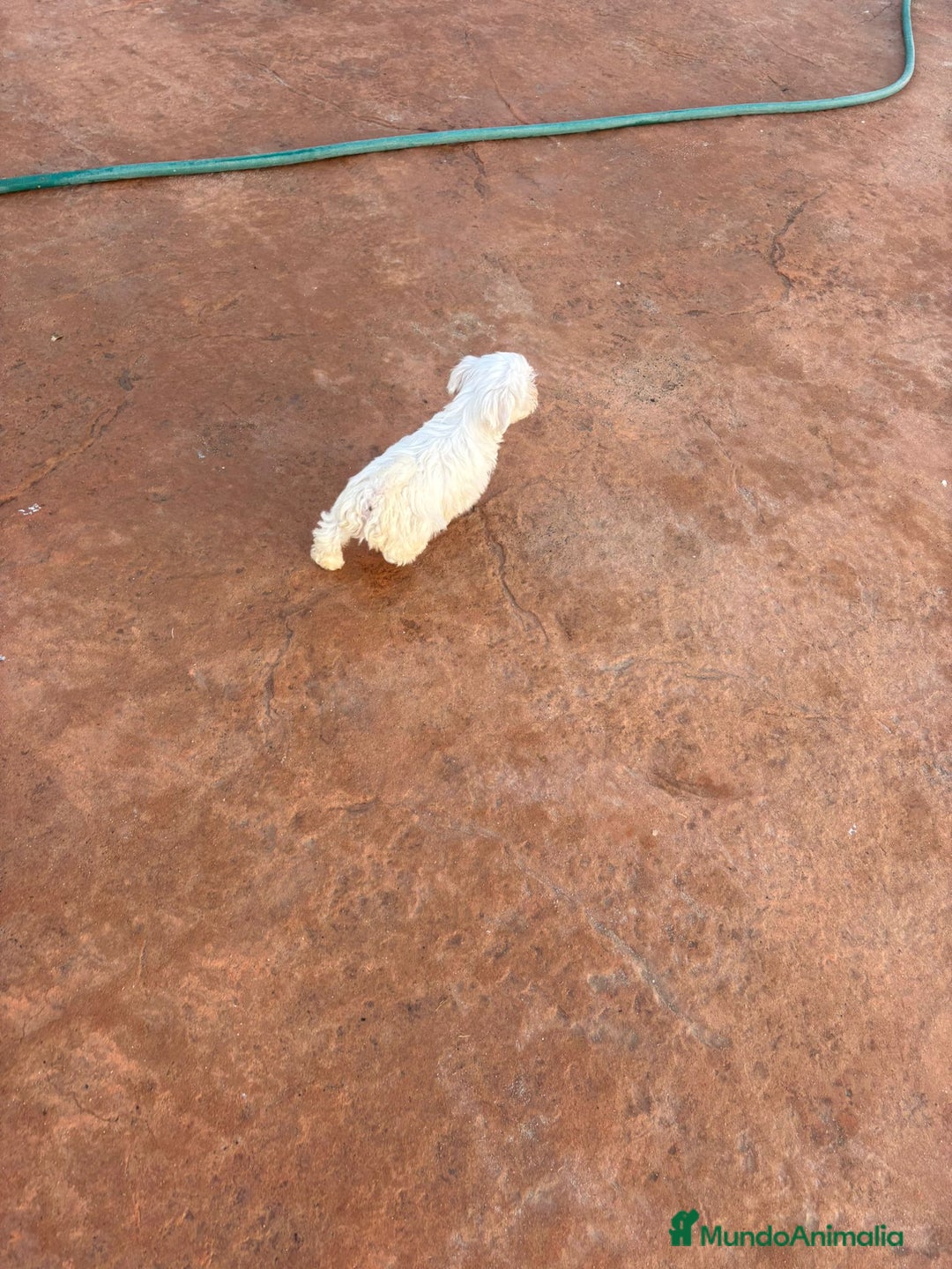 Bichón Maltés perros en venta: Bichon maltés toy  - Anuncio 5