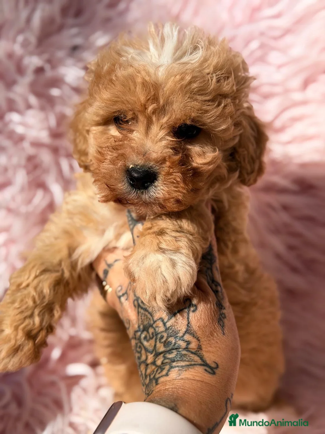 Maltipoo perros en venta: Maltipoo hembrita - Anuncio 4