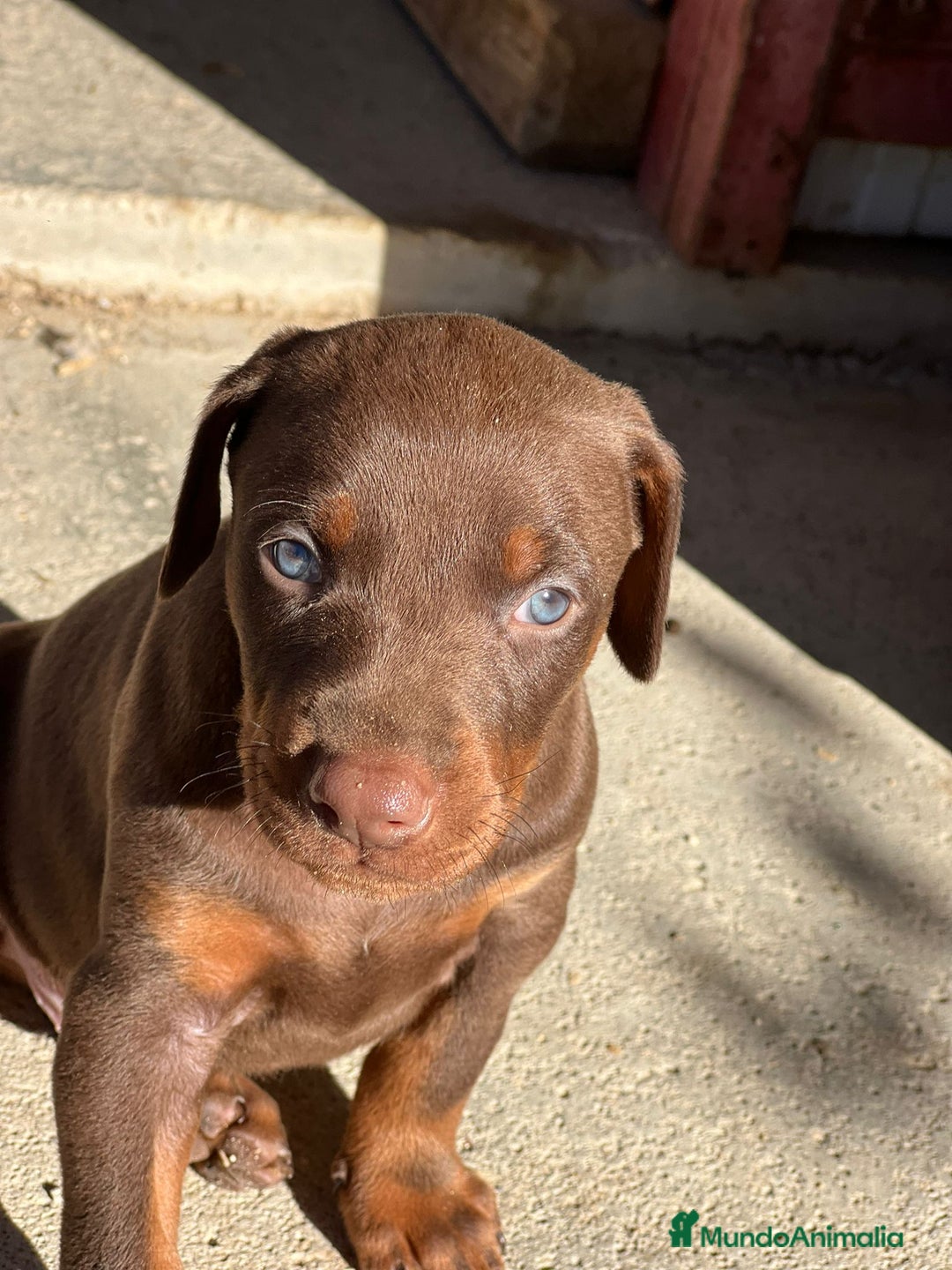 Dobermann perros en venta: Doberman chocolate  - Anuncio 1