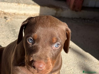 Dobermann perros Doberman chocolate - Anuncio 1