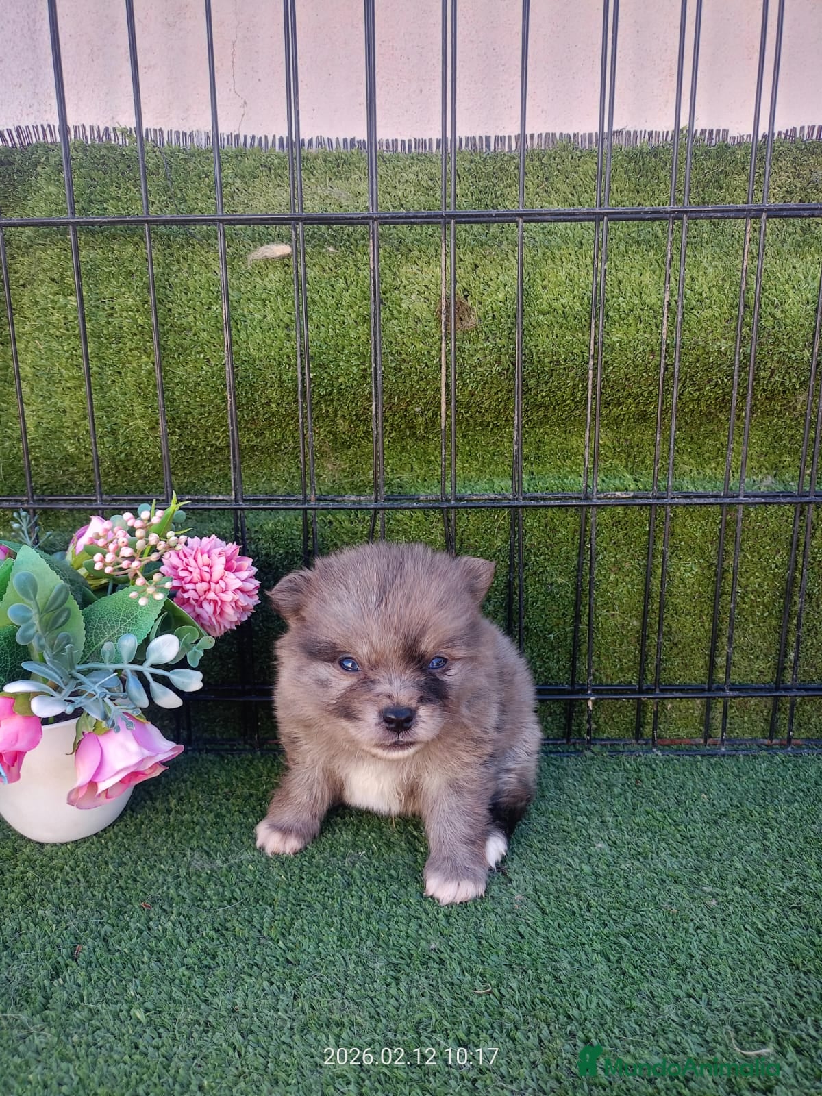 Pomerania perros POMERANIA PRECIOSO - Anuncio 3