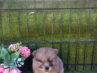 Pomerania perros POMERANIA PRECIOSO - Anuncio 3