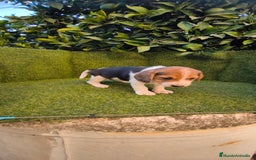Beagle perros en venta: beagles tricolor  - Imagen 7