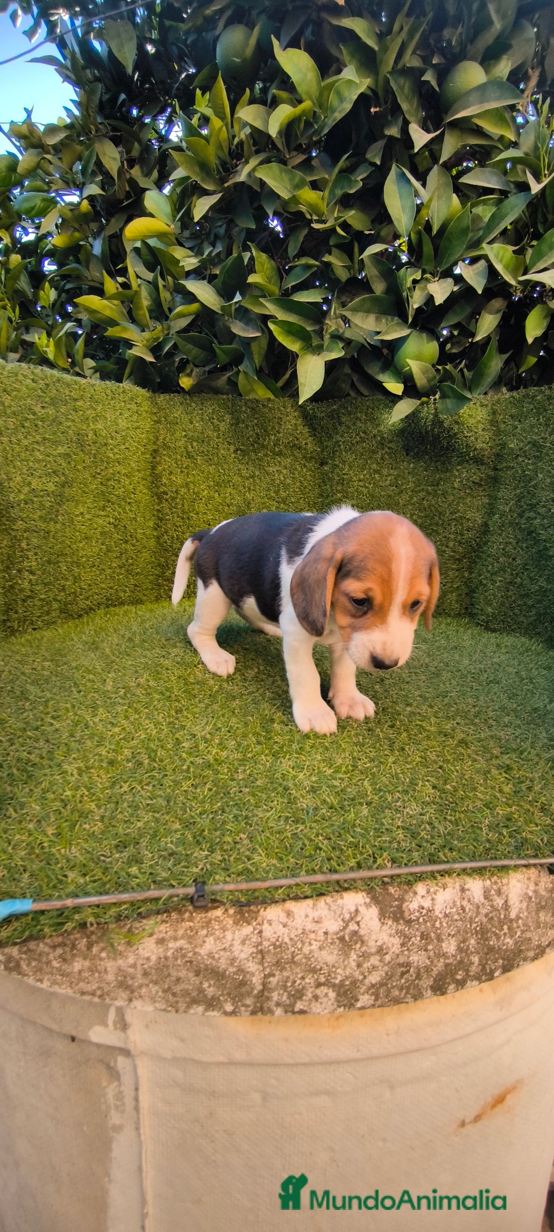 Beagle perros en venta: beagles tricolor  - Imagen 7