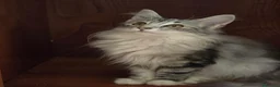 Bosque de Noruega gatos en venta: Bosques de Noruega  - Anuncio 4