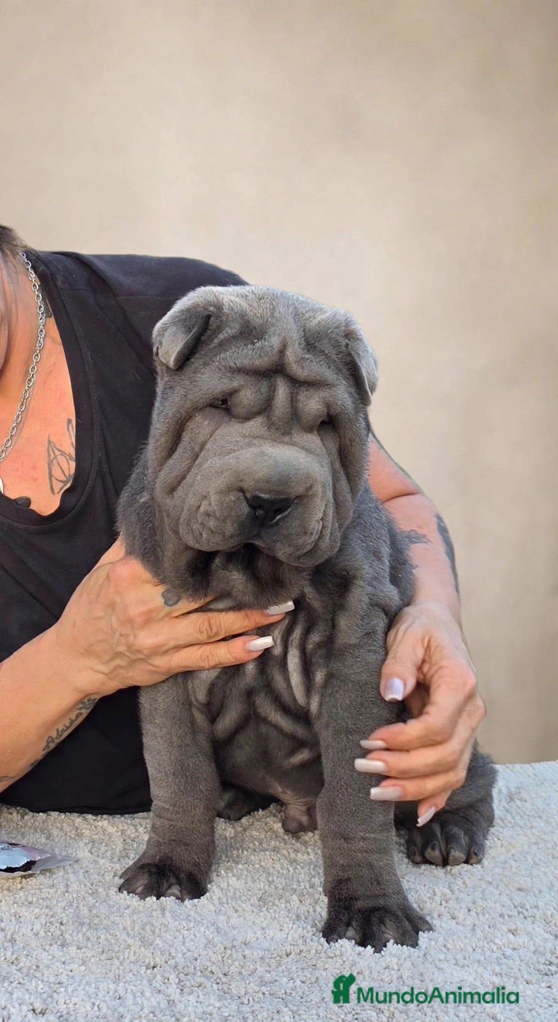 Shar Pei perros Shar pei máxima calidad  - Anuncio 1