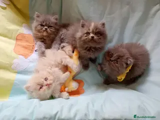 Persa gatos Gatitos persa himalayo - Anuncio 1